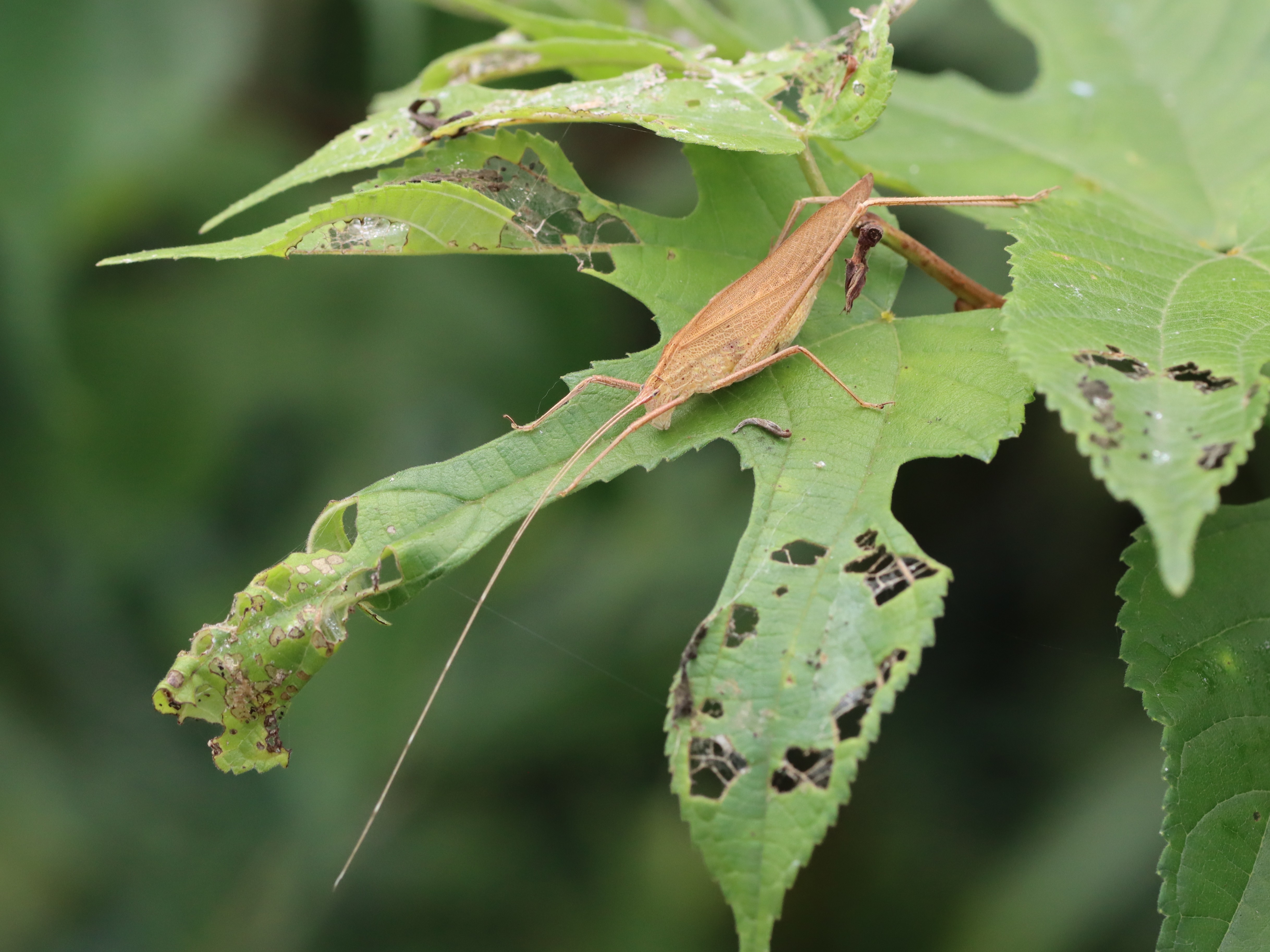 セスジツユムシ